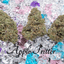 Apple Fritter Buds 3.50 Gram