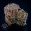 Sweet Island Skunk Buds 56 Gram