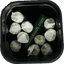 Super Silver Haze 10 Pack Pre Rolls 5 Gram