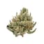 Hawaiian Buds 3.50 Gram