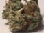 Tangilope Buds 3.50 Gram