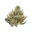 Sweet Pie Buds 3.50 Gram