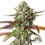 Emergen C Buds 3.50 Gram