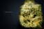 Cake Face Buds 3.50 Gram