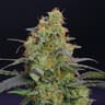 Funk Mtn Buds 14 Gram