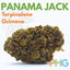Panama Jack Buds 3.50 Gram