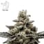 Randy Watzon 13 Buds 1000 Mg
