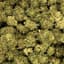 White Tahoe Cookie Buds 1 Gram