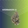 Sherbanger Buds 7 Gram