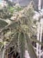 Donny Burger Buds 3.50 Gram