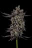Blizzard Buds 14 Gram