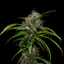 Lemon Thai Buds 3.50 Gram