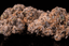 Bosscotti Buds 3.50 Gram
