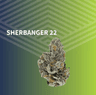 Sherbanger 5 Pack Pre Rolls 2.50 Gram