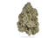 Sherb Cream Pie Buds 3.50 Gram