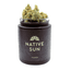 Blueberry Muffin Buds 3.50 Gram