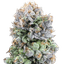 Black Ice Buds 28 Gram