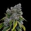 Triangle Kush Buds 3.50 Gram