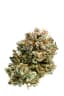 Lion Heart Buds 3.50 Gram