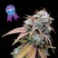 Grape Gmo Buds 3.50 Gram