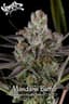 Mandarin Butter Buds 7 Gram