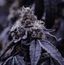 Stink Palm Buds 3.50 Gram