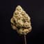 Mad Honey Buds 1 Gram