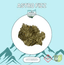 Fizz Buds 3.50 Gram