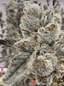 Strawberry 2.1 Buds 3.50 Gram