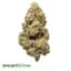 Black Magic Buds 28 Gram