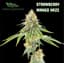 Strawberry Mango Haze Buds 3.50 Gram