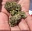 Mimosa Buds 3.50 Gram
