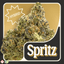 Spritz Buds 3.50 Gram