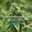 Florida Wedding Cake Buds 14 Gram