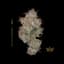 Rainbow Sherbert 11 Buds 3.50 Gram