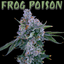 Frog Poison Buds 3.50 Gram