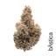 Grape Gary Buds 14 Gram