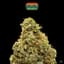 Rainbow Driver Buds 3.50 Gram