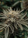 Black Widow Buds 3.50 Gram