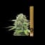 Cookie Monster 1 Pack Infused Pre Rolls 2 Gram