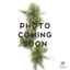 Kitchen Sink Buds 3.50 Gram