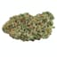 Rotterdam Buds 7 Gram
