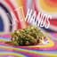 Jazz Hands Buds 3.50 Gram