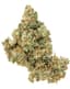 Jack Herer Buds 1 Gram
