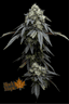 Black Maple Buds 3.50 Gram