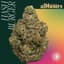 Hashburger Buds 3.50 Gram