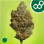 Carbon Fiber Buds 14 Gram