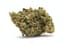 Dirty Taxi Buds 14 Gram