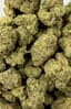 Permanent Marker Buds 1 Gram