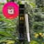Hella Jelly 1 Pack Pre Rolls 1 Gram
